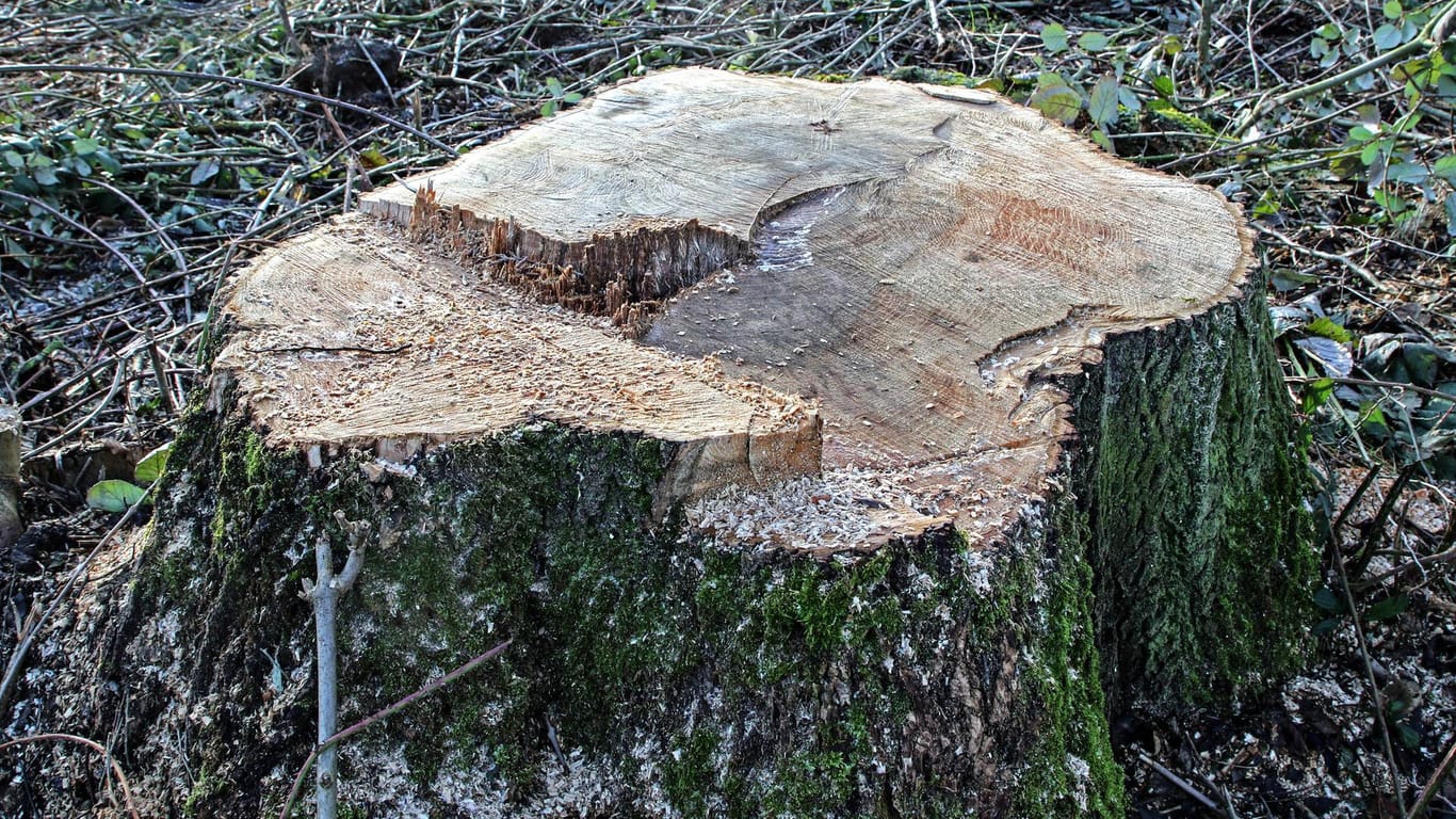 Abgesägter Baumstumpf (Symbolbild): Laut dem Bürgermeister der Gemeinde beläuft sich der verursachte Schaden bereits auf 20.000 Euro.