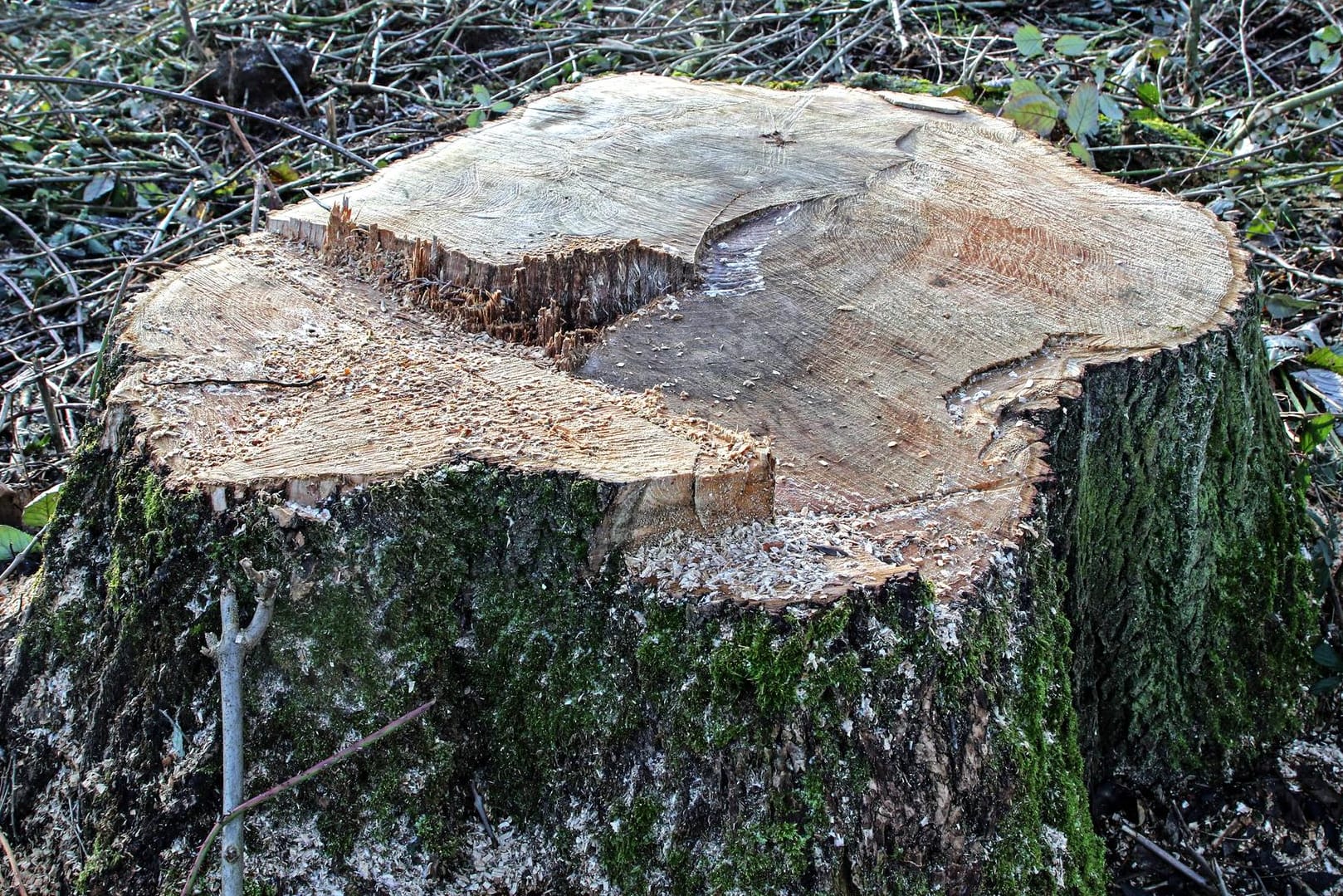 Abgesägter Baumstumpf (Symbolbild): Laut dem Bürgermeister der Gemeinde beläuft sich der verursachte Schaden bereits auf 20.000 Euro.