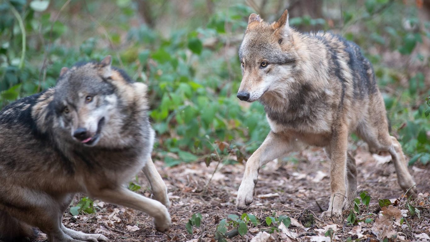 Wölfe im Wildpark Hanau (Symbolbild): Die meisten Angriffe gibt es dort, wo Wölfe sich neue Territorien suchen und die Nutztierhalter noch keine entsprechenden Schutzmaßnahmen umgesetzt haben.