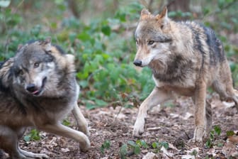 Wölfe im Wildpark Hanau (Symbolbild): Die meisten Angriffe gibt es dort, wo Wölfe sich neue Territorien suchen und die Nutztierhalter noch keine entsprechenden Schutzmaßnahmen umgesetzt haben.