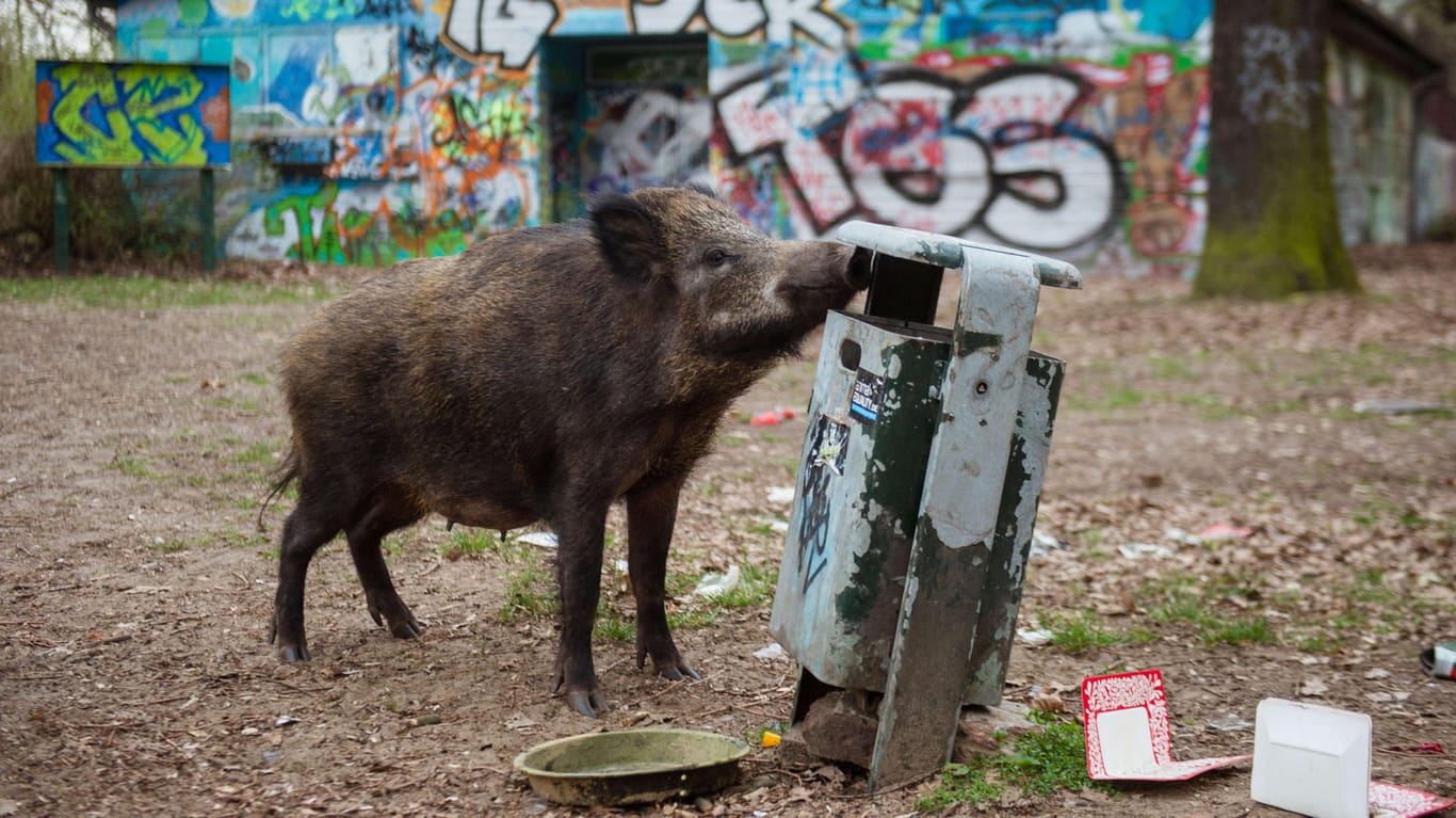 Ein weibliches Wildschwein (Bache) sucht in einem Mülleimer nach Futter: Wildschweine in Berlin und Brandenburg wühlen Gärten und Grünflächen um. Gegen sie scheint kein Kraut gewachsen.