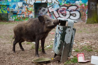 Ein weibliches Wildschwein (Bache) sucht in einem Mülleimer nach Futter: Wildschweine in Berlin und Brandenburg wühlen Gärten und Grünflächen um. Gegen sie scheint kein Kraut gewachsen.