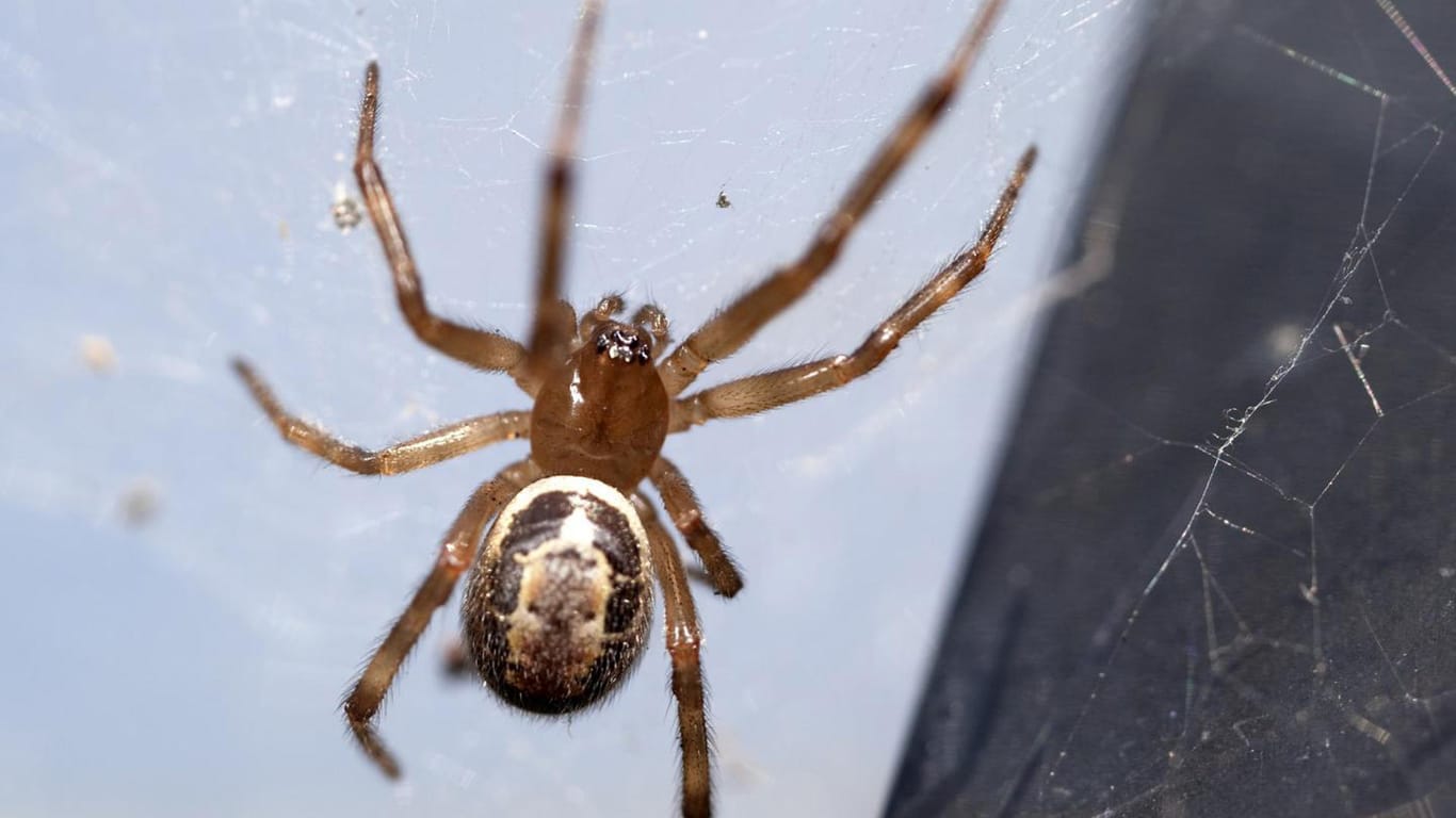Spinne: Die "falsche Witwe" (Steatoda nobilis), breitet sich bei guten Umweltbedingungen sehr schnell aus.