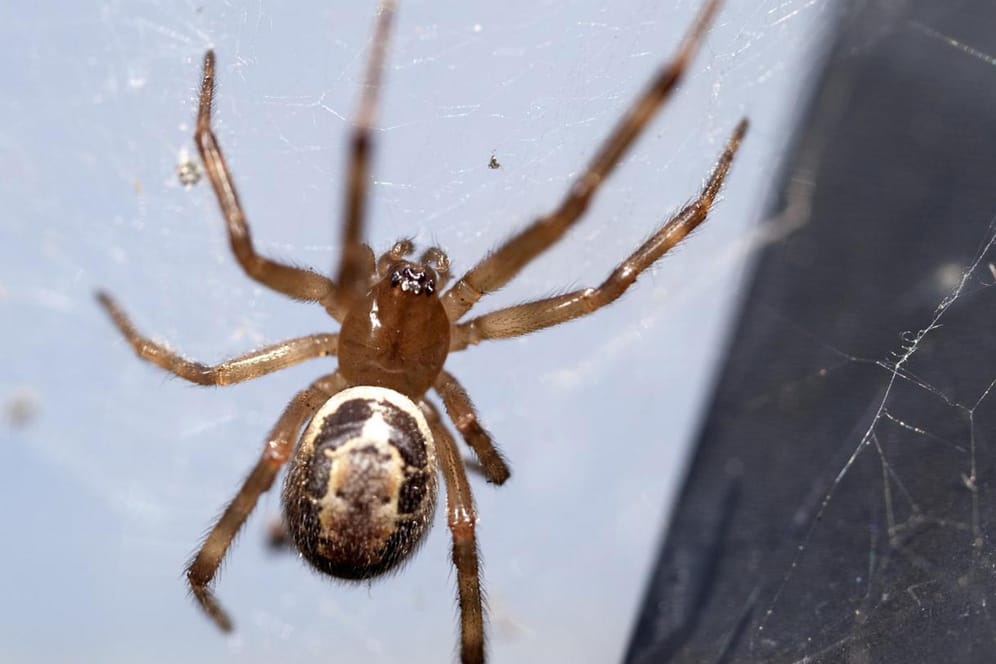 Spinne: Die "falsche Witwe" (Steatoda nobilis), breitet sich bei guten Umweltbedingungen sehr schnell aus.
