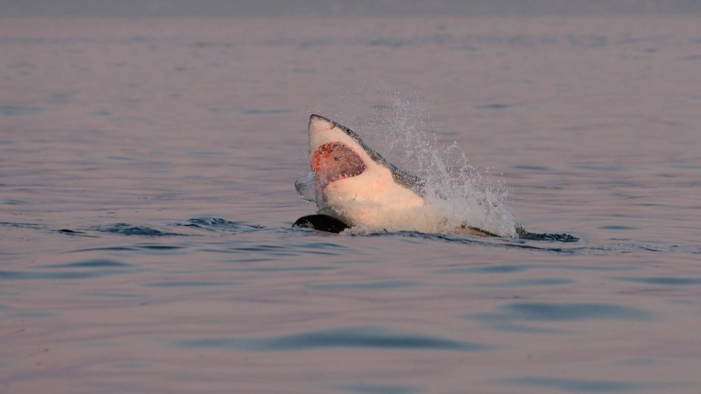 Weißer Hai (Symbolbild): Ein Surfer ist am Morgen vor der Ostküste Australiens von einem Hai angegriffen und schwer verletzt worden.