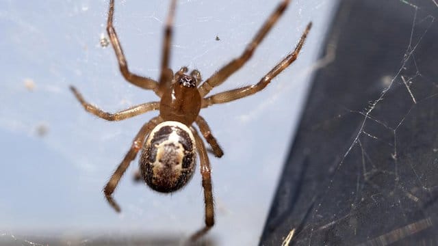 Die "falsche Witwe" (Steatoda nobilis) sieht der hochgiftigen Schwarzen Witwe zum Verwechseln ähnlich.