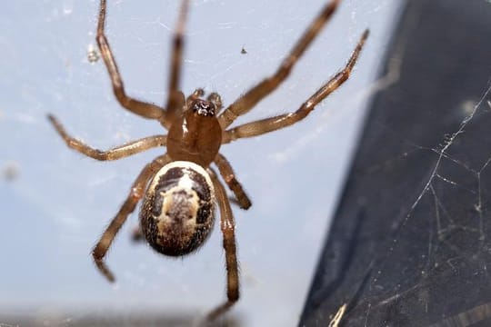 Die "falsche Witwe" (Steatoda nobilis) sieht der hochgiftigen Schwarzen Witwe zum Verwechseln ähnlich.