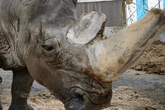 Nashornbulle Tsavo: Die Ärzte suchen eine Ursache für seine Bauchschmerzen.