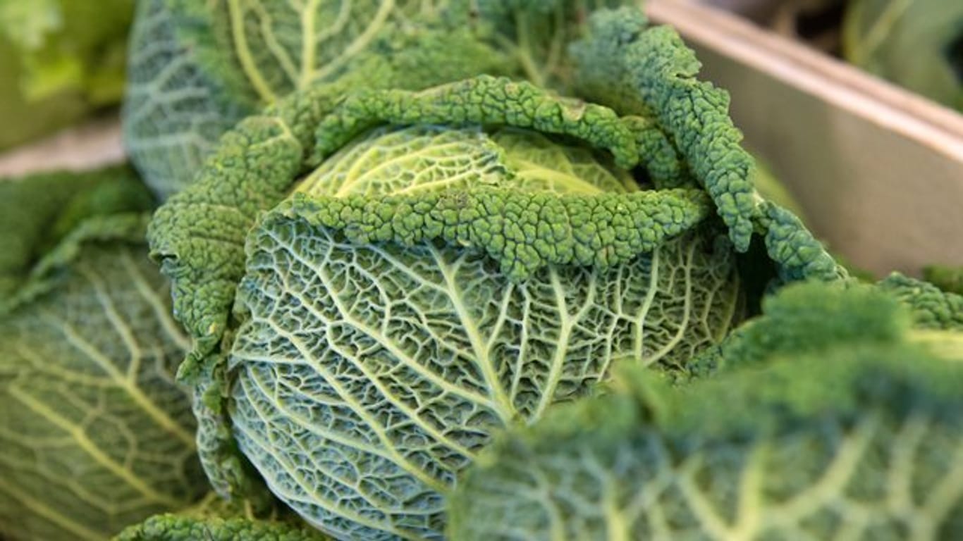 Wirsingkohl hält sich im Gemüsefach des Kühlschranks etwa eine Woche lang, Sommersorten allerdings nur drei Tage.