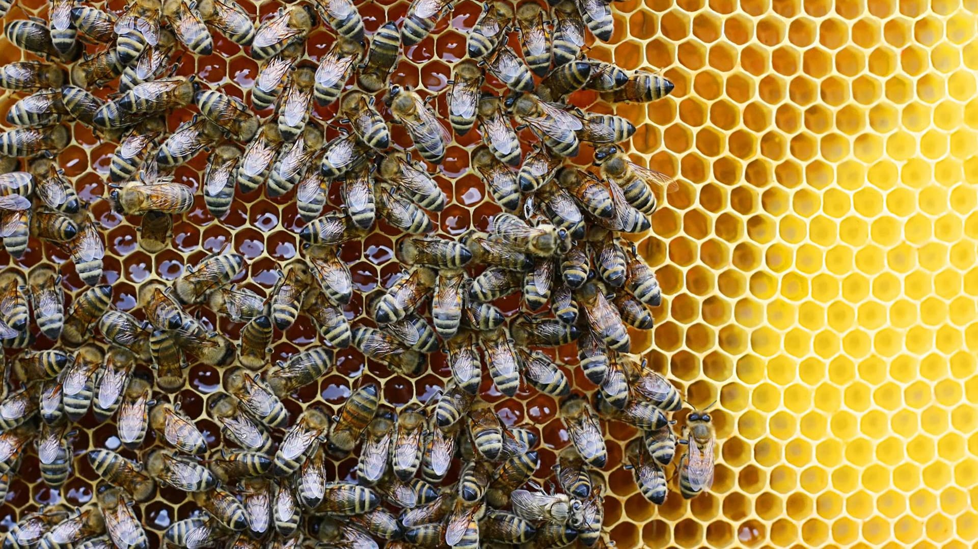 Bienen sammeln Nektar: Immer wieder zerstören Unbekannte Bienenstöcke. (Symbolfoto)