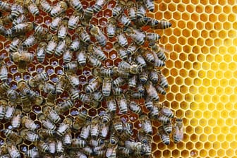 Bienen sammeln Nektar: Immer wieder zerstören Unbekannte Bienenstöcke. (Symbolfoto)