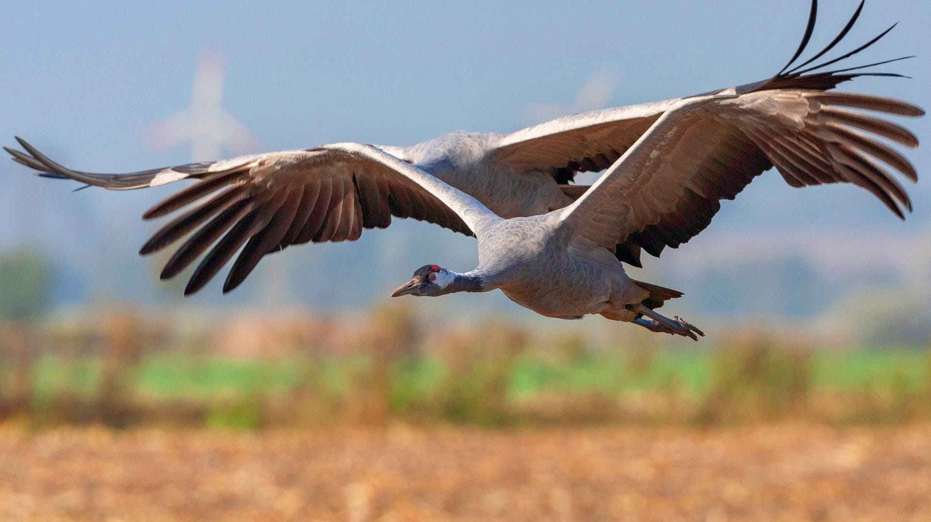 Zwei Kraniche im Anflug: Die Zugvögel suchen jetzt passende Brutplätze – so wie hier Mecklenburg-Vorpommern.