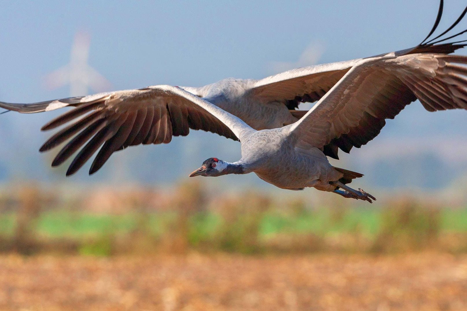 Zwei Kraniche im Anflug: Die Zugvögel suchen jetzt passende Brutplätze – so wie hier Mecklenburg-Vorpommern.