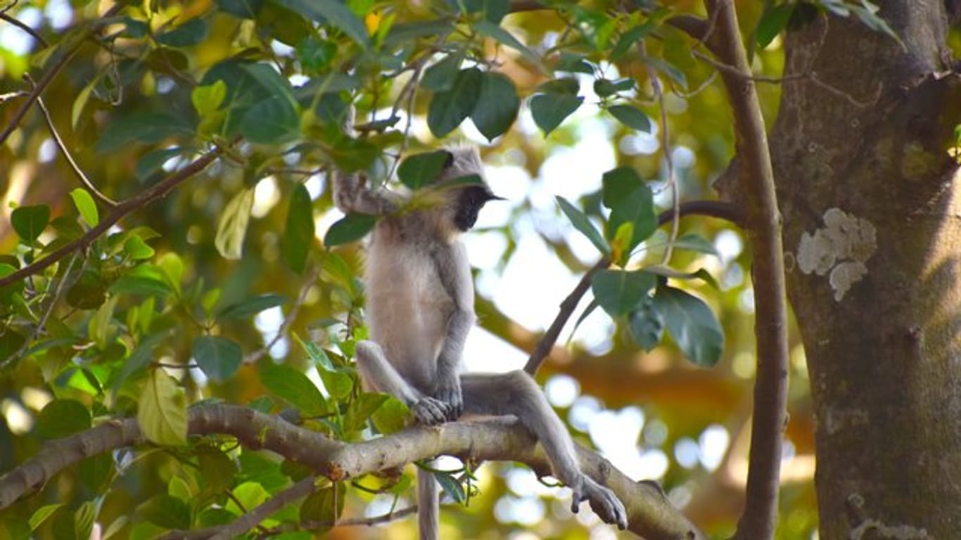 Ein Südlicher Hanuman-Langur eine der Affenarten, die auf Sri Lanka leben.