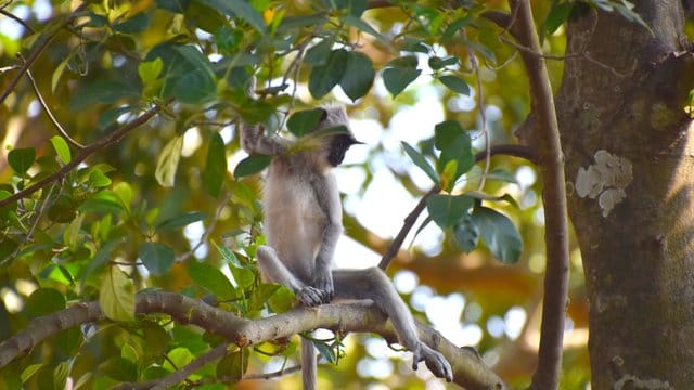 Ein Südlicher Hanuman-Langur eine der Affenarten, die auf Sri Lanka leben. Ein Südlicher Hanuman-Langur eine der Affenarten, die auf Sri Lanka leben.