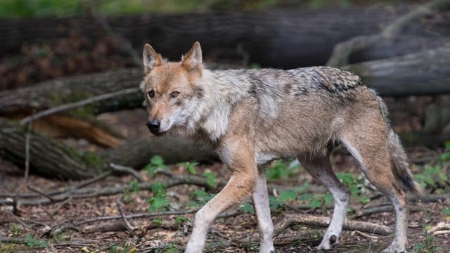 Ein Wolf in einem Wildgehege.