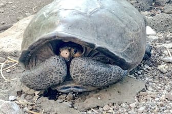 Chelonoidis Phantasticus: Die Unterart galt seit mehr als hundert Jahren als ausgestorben.