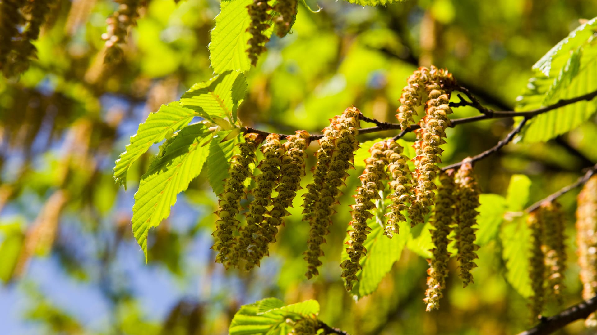 Birkenpollen: Wer auf Birke allergisch reagiert, sollte sie nicht im Garten haben.