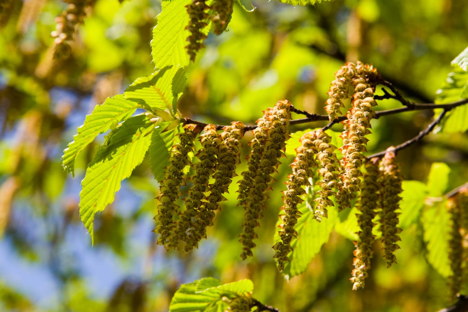 Birkenpollen: Wer auf Birke allergisch reagiert, sollte sie nicht im Garten haben.