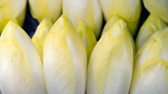 Chicorée sollte fest geschlossene, knackige Sprossen mit hellgelben bis gelben Blattspitzen haben.