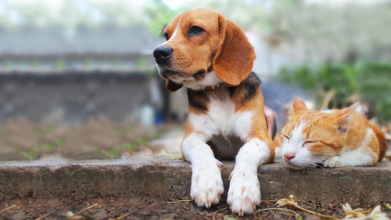 Hund und Katze: In manchen Fällen beteiligt sich das Finanzamt an den Kosten der Tierhaltung.