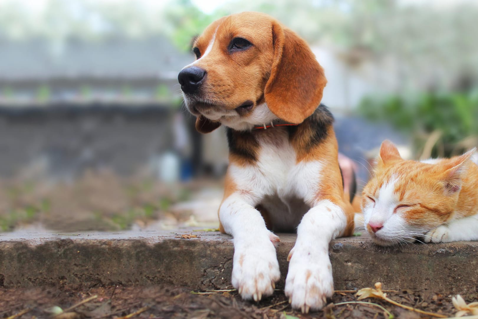 Hund und Katze: In manchen Fällen beteiligt sich das Finanzamt an den Kosten der Tierhaltung.