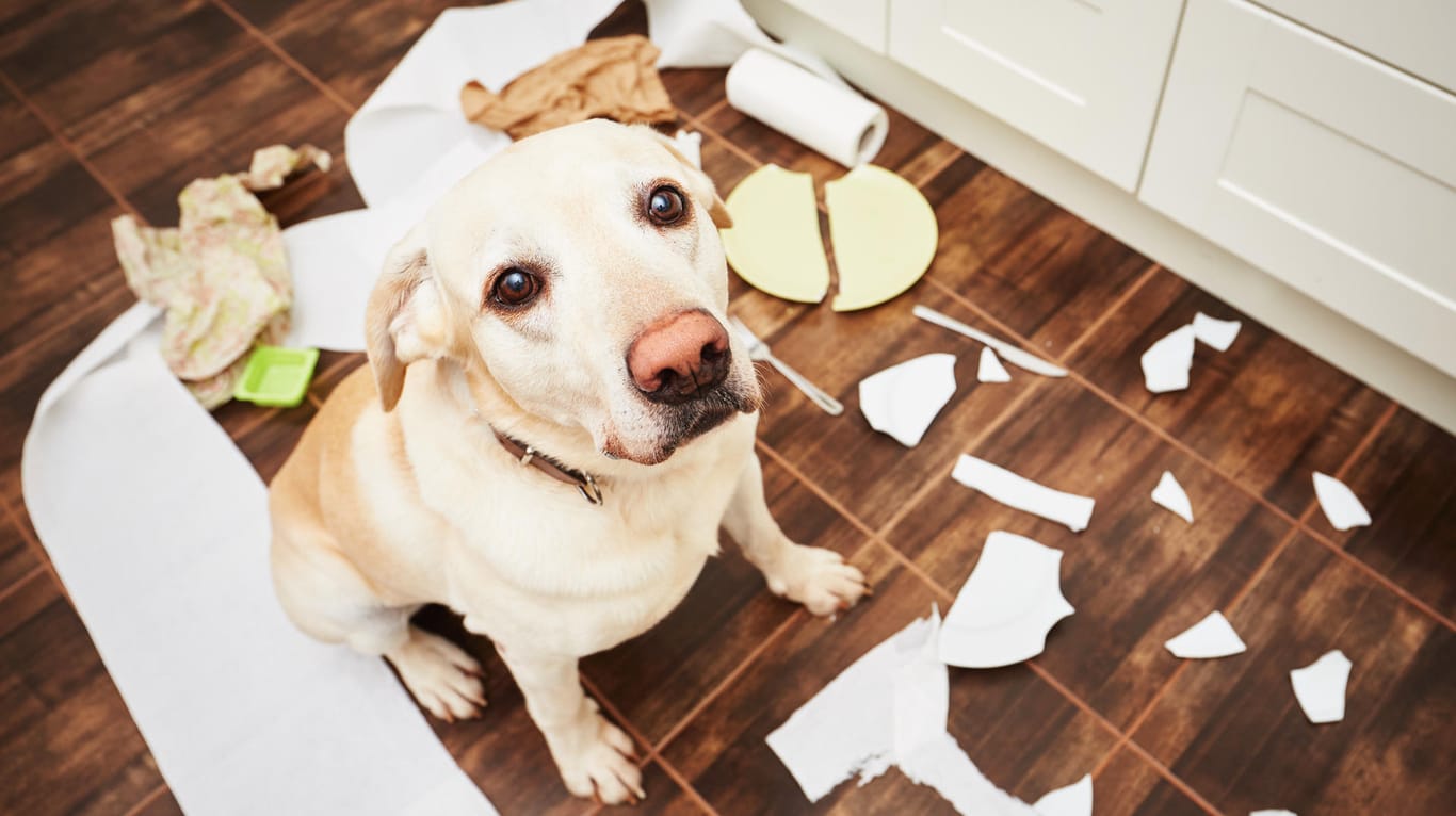 Hund und Chaos: Für größere Tiere ist in der Regel eine Extra-Haftpflichtversicherung nötig.