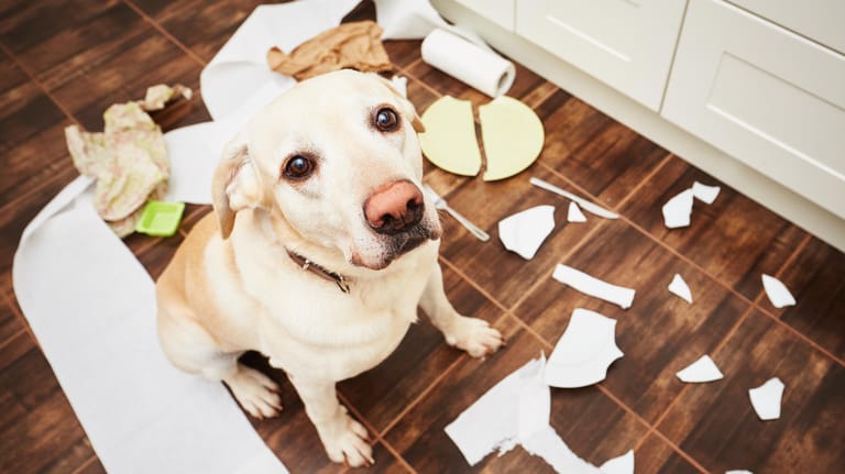 Hund und Chaos: Für größere Tiere ist in der Regel eine Extra-Haftpflichtversicherung nötig.