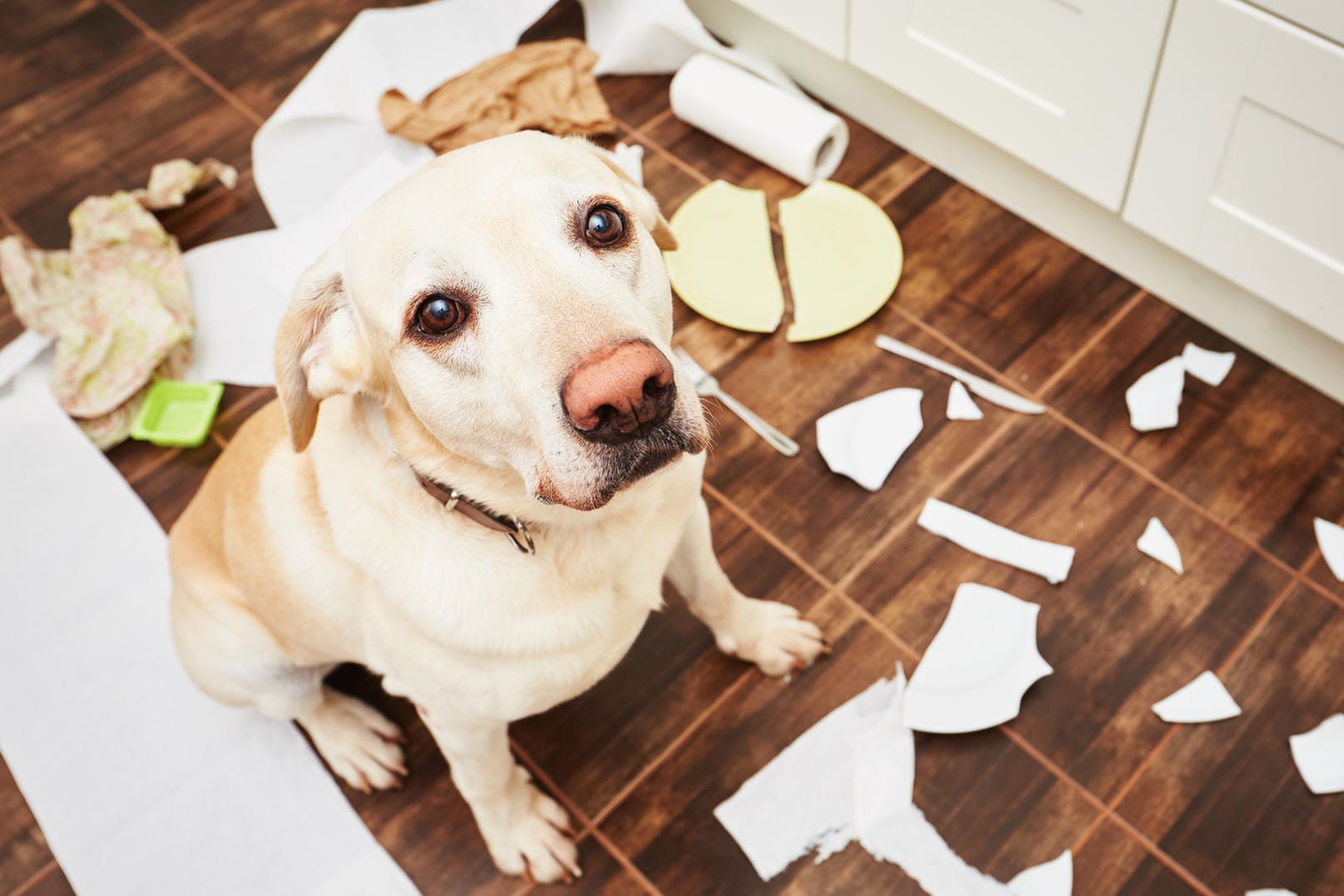 Hund und Chaos: Für größere Tiere ist in der Regel eine Extra-Haftpflichtversicherung nötig.