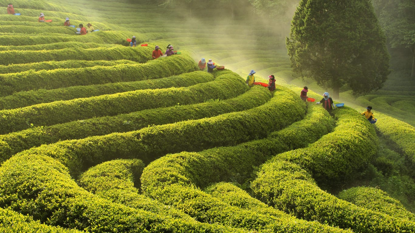 Boseong: Im Südwesten Südkoreas gibt es mehrere große Teeplantagen.