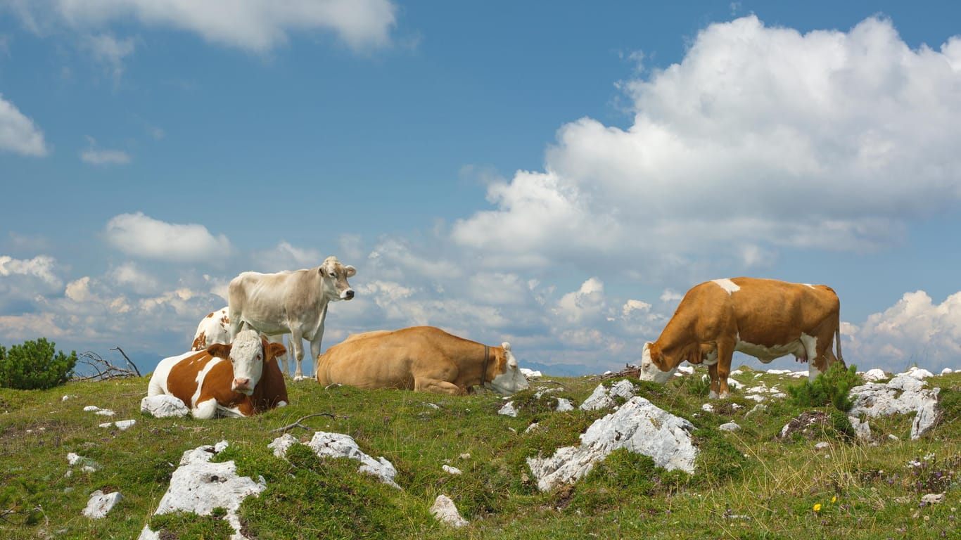 Kuhherde in den Alpen: Die Tiere leben häufig ohne Abgrenzungen mitten auf der Alm.