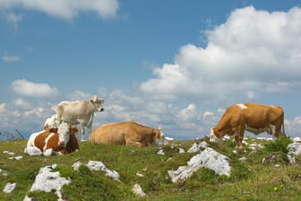 Kuhherde in den Alpen: Die Tiere leben häufig ohne Abgrenzungen mitten auf der Alm.