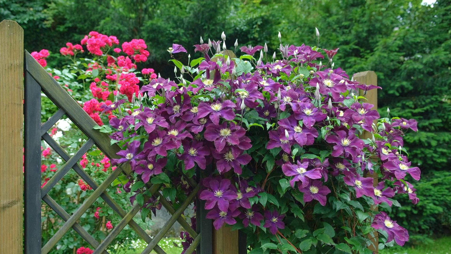 Kletterpflanzen brauchen eine Rankhilfe, um ihre volle Pracht zu entfalten – wie hier die Clematis.