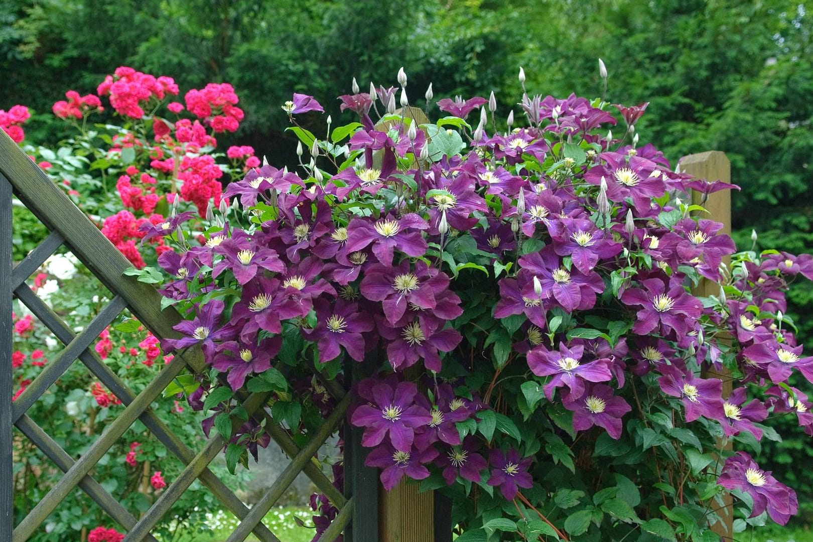 Kletterpflanzen brauchen eine Rankhilfe, um ihre volle Pracht zu entfalten – wie hier die Clematis.