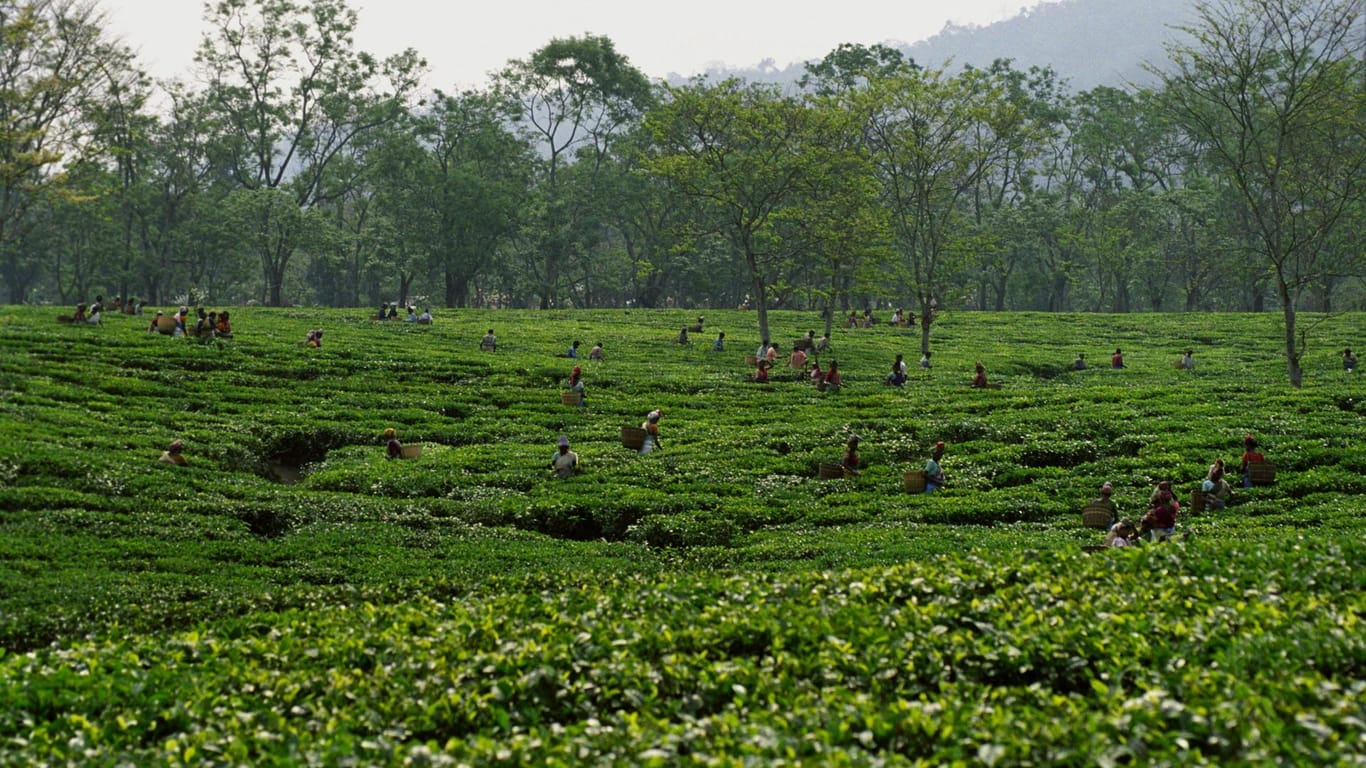 Teeplantage in Assam, Indien: Die Tee-Arbeiter im nordöstlichen Bundesstaat Assam hatten am Donnerstagabend schwarz gebrannten Alkohol getrunken, der offenbar giftiges Methanol enthielt.