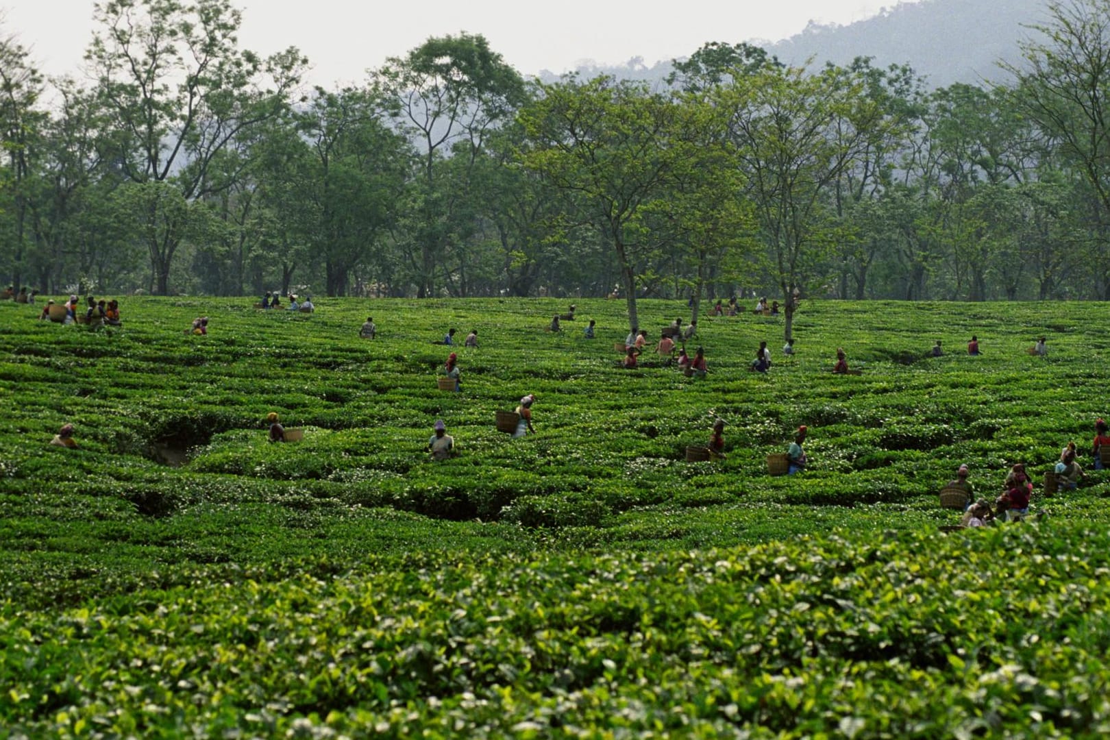 Teeplantage in Assam, Indien: Die Tee-Arbeiter im nordöstlichen Bundesstaat Assam hatten am Donnerstagabend schwarz gebrannten Alkohol getrunken, der offenbar giftiges Methanol enthielt.