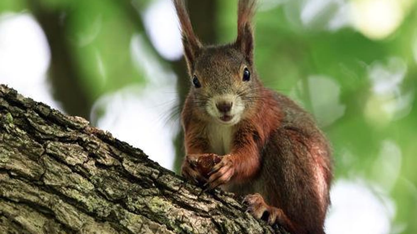 Eichhörnchen im Baum: In ihrer Not weichen die Tiere oft auf menschennahe Zufluchtsorte wie Blumentöpfe aus. (Symbolfoto)