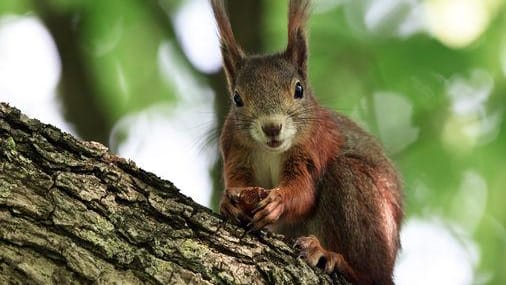 Eichhörnchen im Baum: In ihrer Not weichen die Tiere oft auf menschennahe Zufluchtsorte wie Blumentöpfe aus. (Symbolfoto)