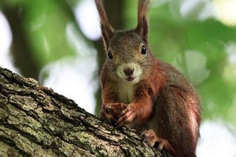 Eichhörnchen im Baum: In ihrer Not weichen die Tiere oft auf menschennahe Zufluchtsorte wie Blumentöpfe aus. (Symbolfoto)