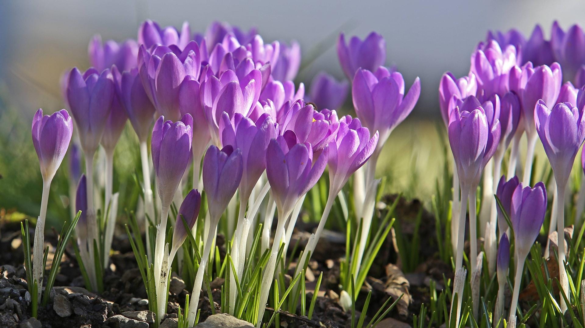 Krokusse blühen in Siegen Krokusse blühen in Siegen
