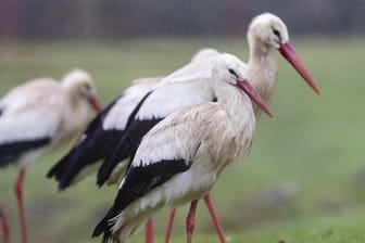 Weißstörche stehen auf einer Wiese in Sankt Peter-Ording.