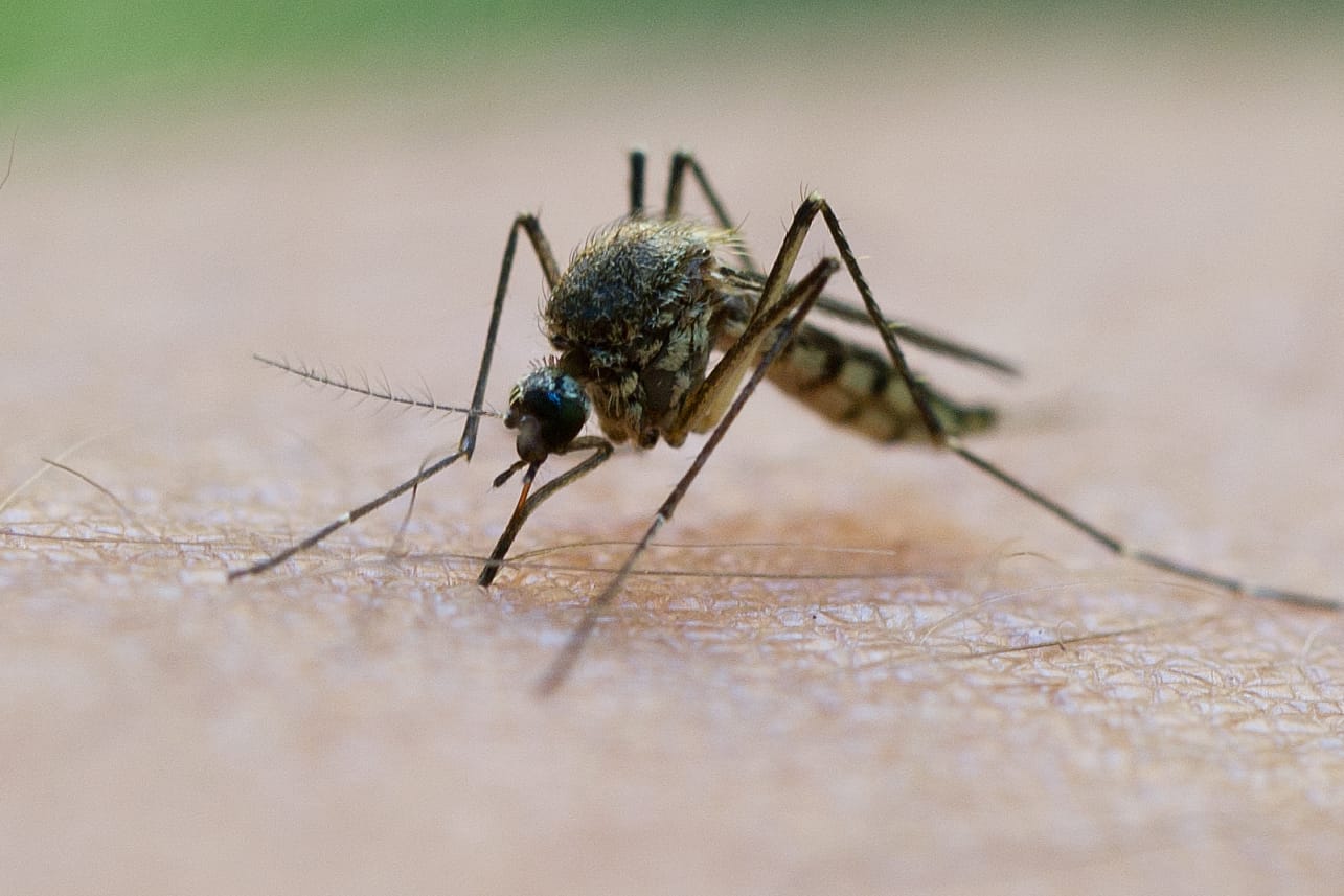 Mücke: Eine Mücke saugt Blut aus dem Arm eines Mannes.