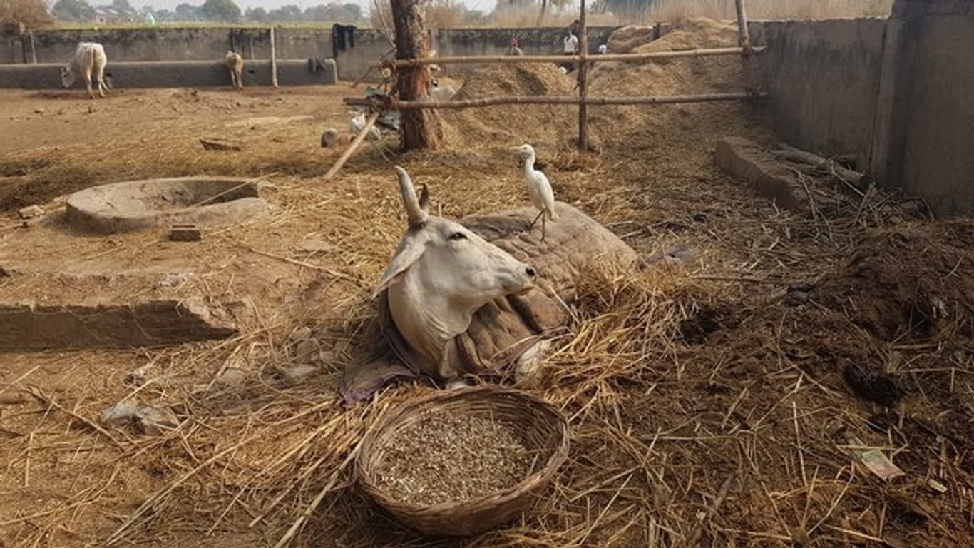 Eine beinamputierte Kuh liegt in einer Auffangstation im nordindischen Bundesstaat Uttar Pradesh.
