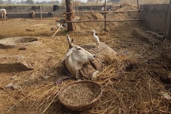 Eine beinamputierte Kuh liegt in einer Auffangstation im nordindischen Bundesstaat Uttar Pradesh.