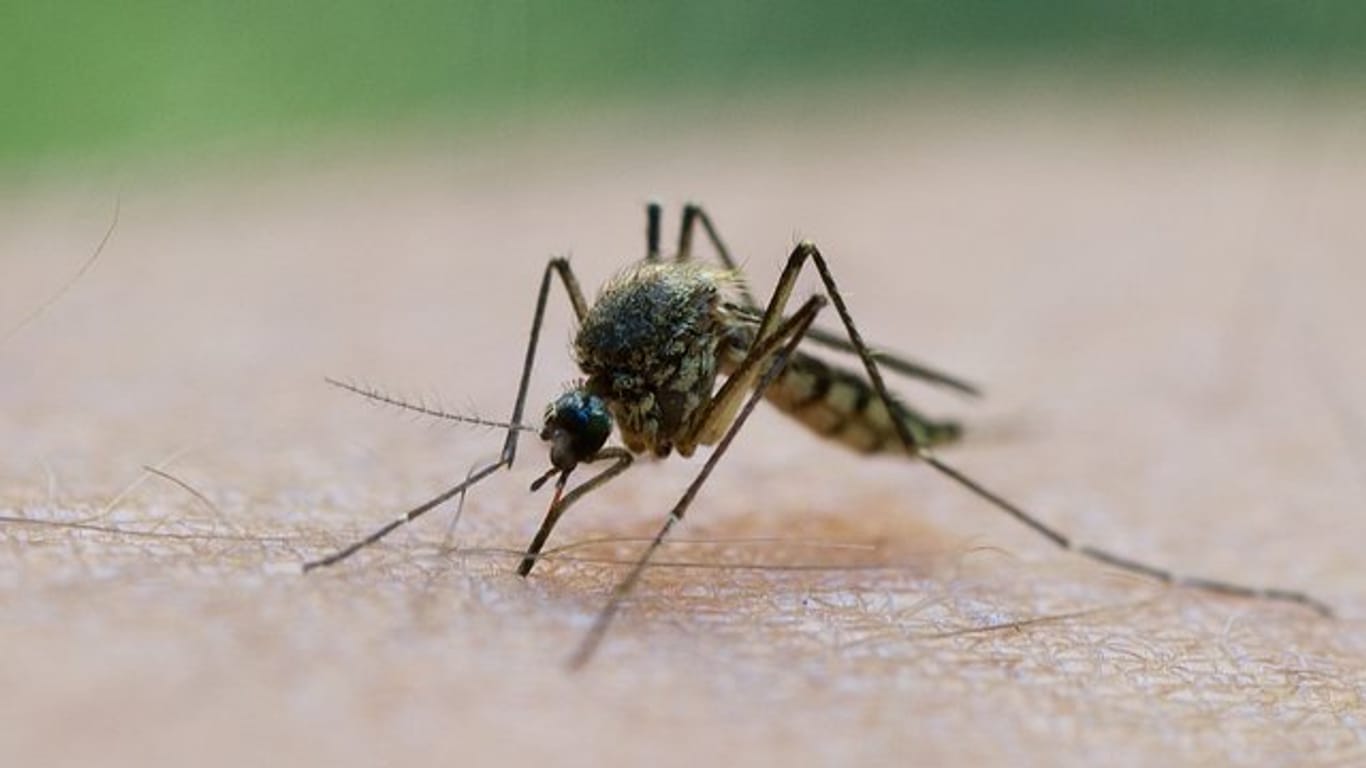 Gefährliche Mückenarten sind in Deutschland auf dem Vormarsch.