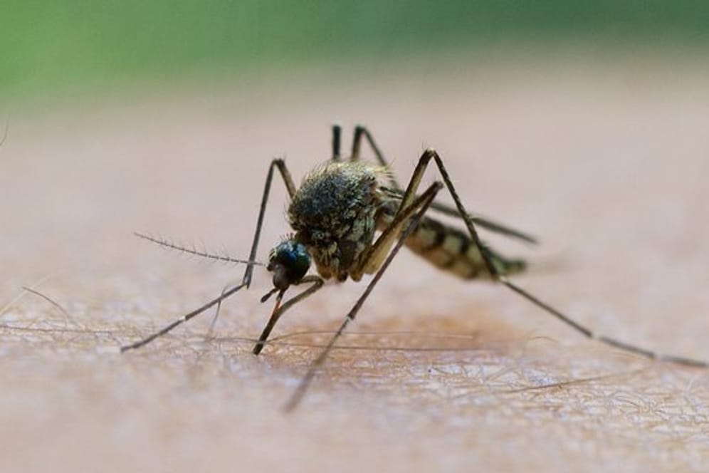 Gefährliche Mückenarten sind in Deutschland auf dem Vormarsch.