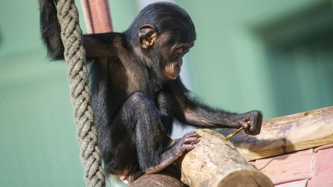 Ein kleiner Schimpanse versucht in seinem Gehege im Zoo mit Hilfe eines Zweiges an Leckereien zu kommen, die in einem Baumstamm versteckt sind.