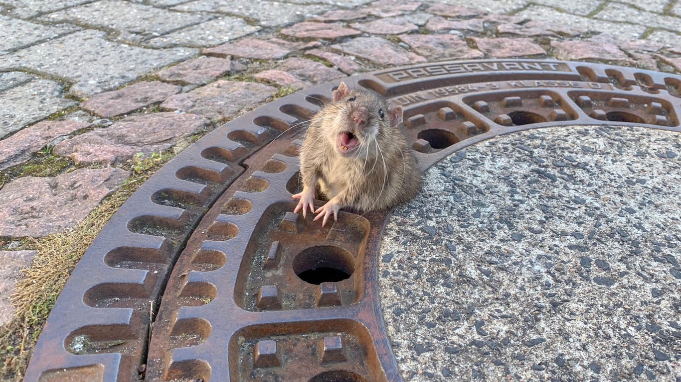 Hessen, Bensheim: Eine Ratte sitzt auf einem Gullydeckel. Das Tier hing am Sonntag in einem Gullydeckel fest und musste befreit werden.