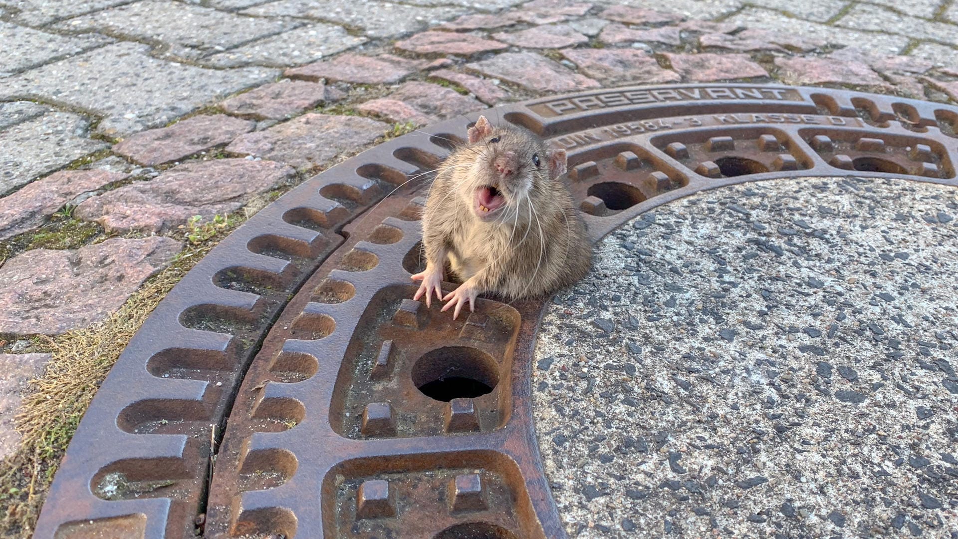 Hessen, Bensheim: Eine Ratte sitzt auf einem Gullydeckel. Das Tier hing am Sonntag in einem Gullydeckel fest und musste befreit werden.