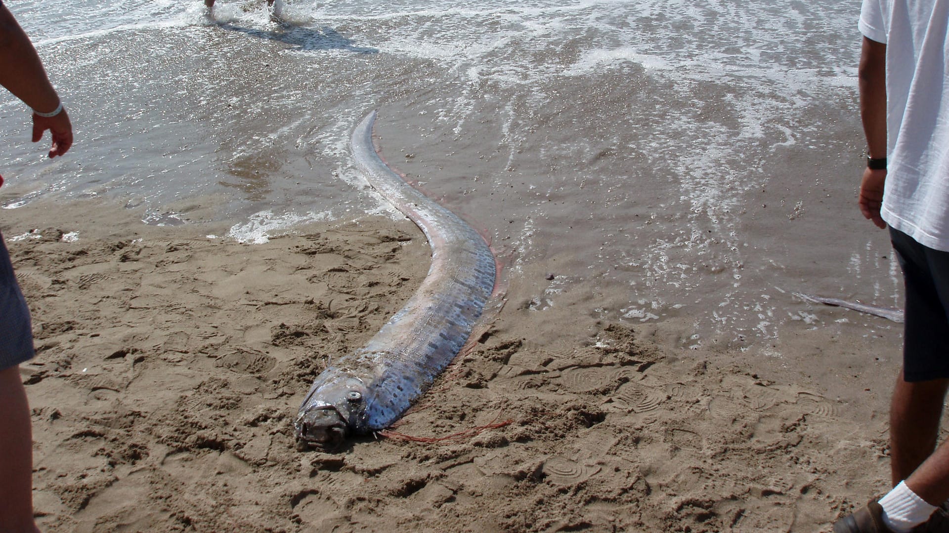 Riemenfisch gestrandet an einer Küste: Die Fischer waren überrascht, als ihnen die normalerweise in großer Tiefe vorkommenden Tiere lebend ins Netz gingen.